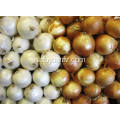 Professional Export Fresh Yellow Onion